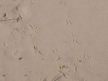 Background of river sand on the beach near the Volga river on a Sunny day.
