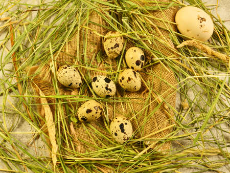 Quail eggs, fresh, in a basket of grass, Close-up, green grass,の写真素材