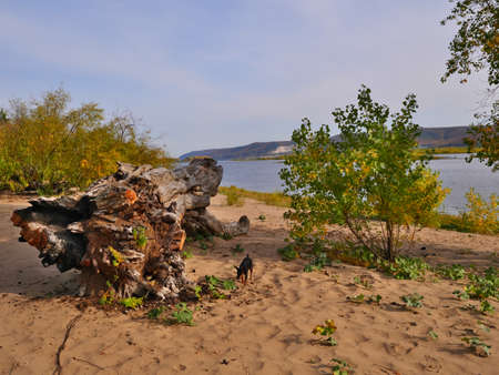 Volga river, sandy beach, on a Sunny autumn day, old broken treeの写真素材