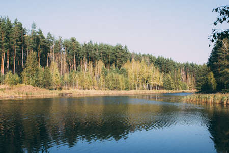 trees, outdoors, remote, wood, new, rural, sun, brown, lush, lightの写真素材