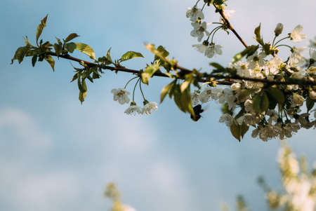 Cherry blossoms, Spring, blooming gardens, macro photography, sunsetの写真素材