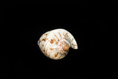 White seashell with brown strips on a black backgroundの写真素材