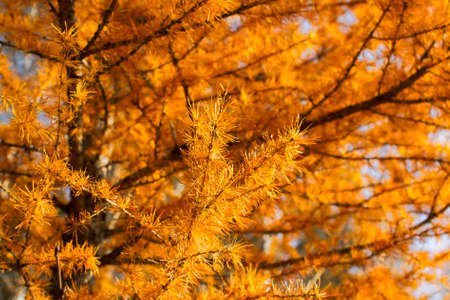 The branches of the yellow larch, which turned yellow in October, are golden yellow and orange.の写真素材