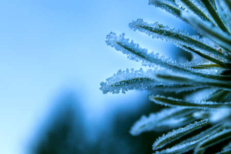 Green pine needles close-up in large transparent frost.