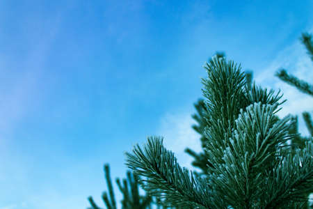 Green branches of a young pine tree against the sky.の写真素材