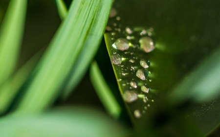 dew drops on green leaf of grassの写真素材