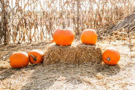 Organic pumpkins at outdoor farmers market. Autumn farm and harvest concept. Organic farming and eco...