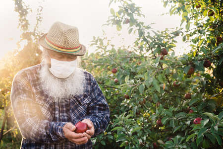 Harvesting during the covid-19 pandemic. A senior man in a protective mask holding an apple in his...