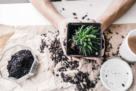 Home gardening concept. Male hands are holding a transplant pot with succulent. Preparing for a...