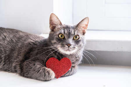 Gray cat with hold red heart with copy space. Symbol of loveの写真素材