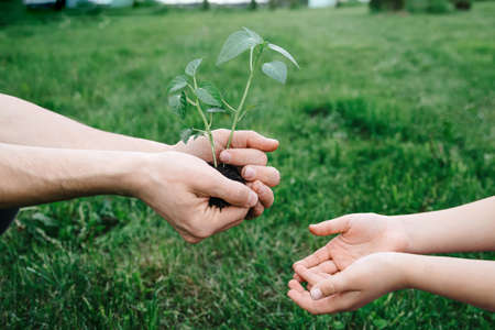 New life, concern for the future, spring and ecology concept. Fathers hands are passed green growing plant to the child over nature background.の写真素材