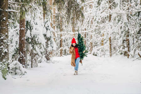 Christmas vacation natural lifestyle concept. Young woman picking a Christmas tree in the winter forest. Snowy forest, winter mood, preparation for the holidaysの写真素材
