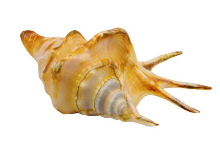 Cockleshell of the Black Sea  - Rapana isolated on the white background