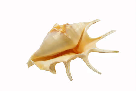 Cockleshell of the Black Sea  - Rapana isolated on the white background