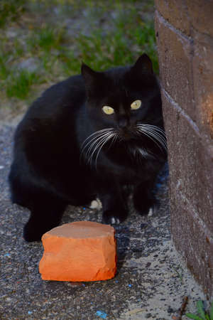 Black cat with white moustaches near wall and brickの写真素材