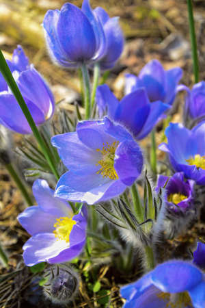 Beautiful pulsatilla in sunshine