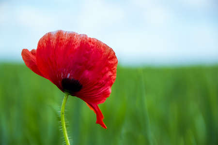 Poppy in fieldの写真素材