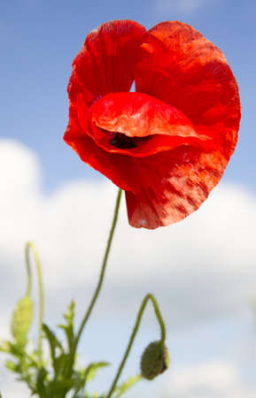 Poppy over skyの写真素材