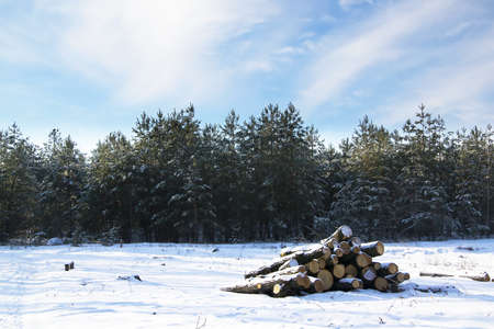 A pile of pine logs in winter snow with forest background