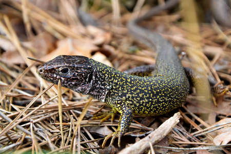 Grey-yellow lizard on dry needles close up