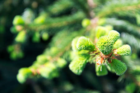 Young pine tree branch