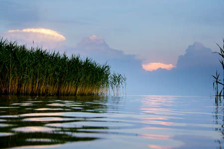 reed reflection on the river during sunsetの写真素材