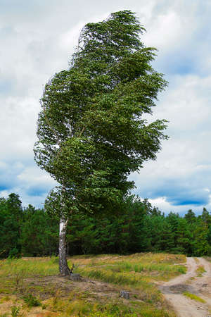 Summer Landscapeの写真素材