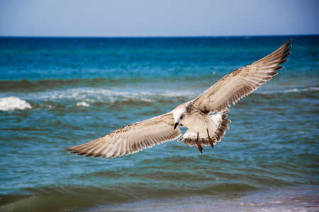 Seagull front of the seaの写真素材