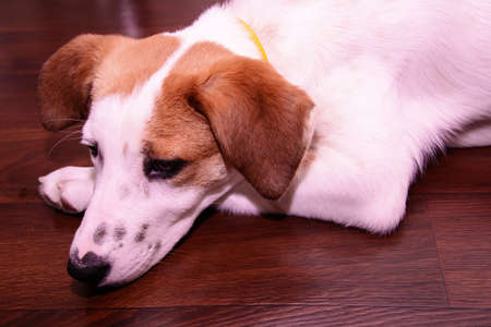 Dog laying on her paw