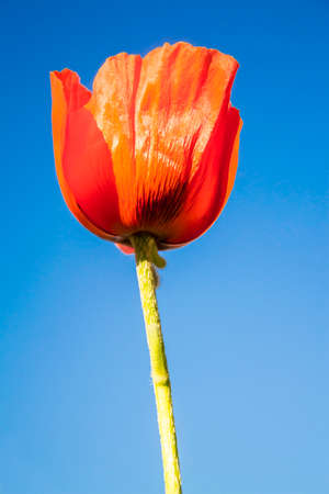 Poppy in fieldの写真素材