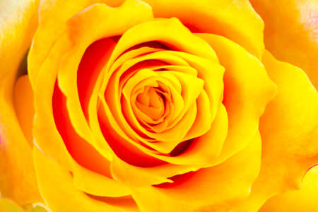 Bud of the tea yellow roseの写真素材