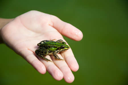 Frog on hand in the pondの写真素材