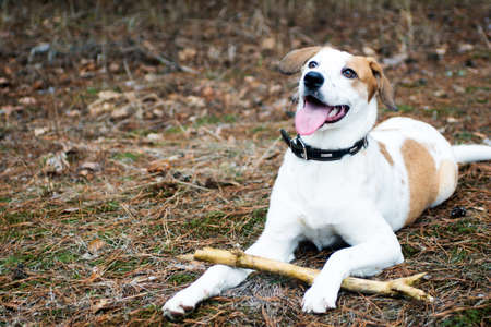 Dog with stick lying in the wood