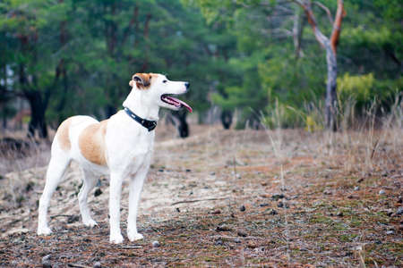 Istrian Shorthaired Hound dog standing in the wood