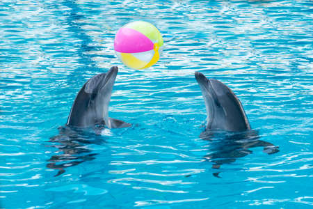 two dolphins playing ball in dolphinarium, Skadovsk, Ukraineの写真素材
