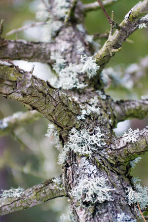 Lichen on tree in forestの写真素材