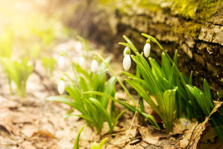 snowdrop in the spring forestの写真素材