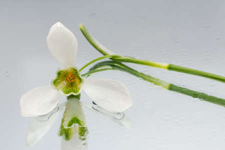 Wet Snowdrop with reflection in mirror
