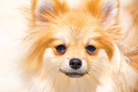 puppy pomeranian dog cute pets in home,の写真素材
