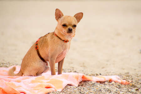 Chihuahua sitting on sea beachの写真素材