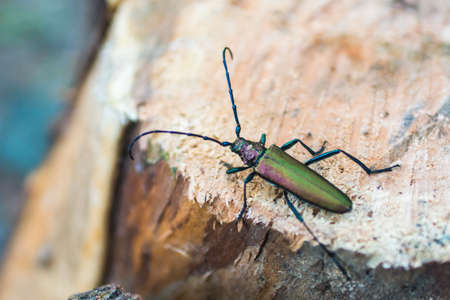 Longhorn beetle on pine-tree stump in woodの写真素材