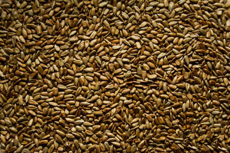 a lot of sunflower seeds. food background.の写真素材