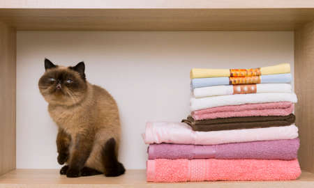 Sad cat siting near the pile of towels. Persian shot-cutted cat lying near a stack of colorful towels on a shelf.の写真素材