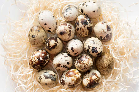 Quail eggs in hay. close up