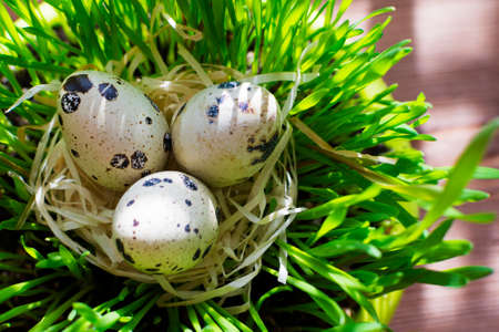 Happy easter postcard. Row of easter eggs quail on the green fresh grass and hay.の写真素材