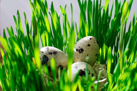 Happy easter postcard. Row of easter eggs quail on the green fresh grass and hay.