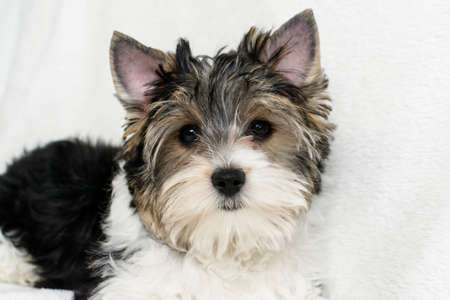 Studio shot of a cute Biewer Yorkshire Terrier puppy lying on white fur backgroundの写真素材