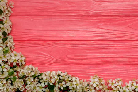 Pink wooden background with flowering apple branches.