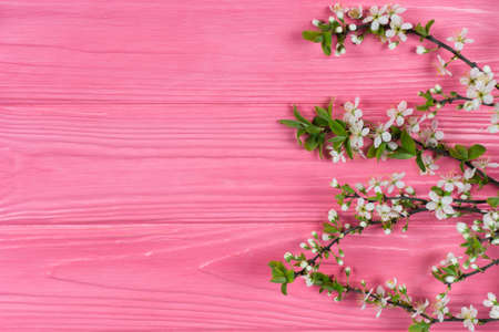 Pink wooden background with flowering cherry branches.の写真素材