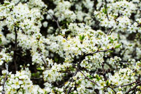 Blooming or blossoming apple tree with white flowers in springtimeの写真素材